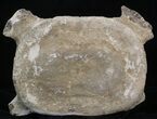 Fossil Whale Cervical Vertebrae - Yorktown Formation #40304-1